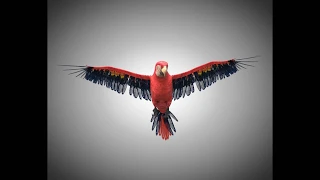 3D Model Macaw Parrot Bird PBR Rigged Low poly at 3DExport.com