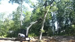 Mini Excavator Pushing Over Trees