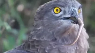 Eagle Swallows Alive Snake😰😵 #eagle #wildlife