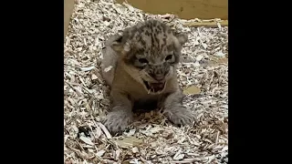 Meet Denver Zoo's Newest Lion Cub!