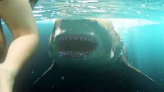 Megalodon Shark - Beach Attack Scene - The Meg (2018) Movie Clip HD