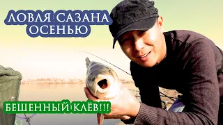 Бешенный клёв сазана? Поздней осенью? СЛОМАЛ КРЮЧОК! #ФИДЕР #сазан #осень