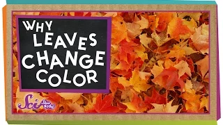 Why Do Leaves Change Colors in the Fall? | Biology for Kids | SciShow Kids