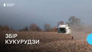 Збирають кукурудзу: жнива затягнулись, качани невеликі