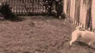 Bubbles and a Springer Spaniel