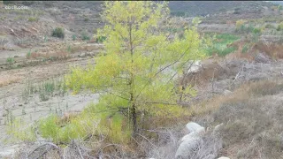 San Diego River Park Foundation needs help fighting non-native, invasive trees along watershed