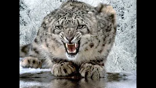 Интересные факты о снежном барсе или по другому Ирбис(Interesting facts about the snow leopard)