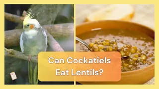 Can Cockatiels Eat Lentils | Dr Cockatiel