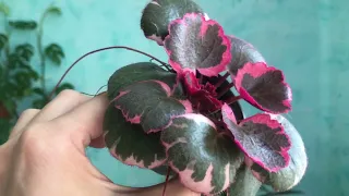 Saxifraga камнеломка вариегатная