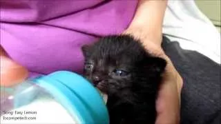 Baby kitty flaps her ears while drinking milk from a bottle