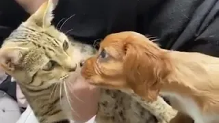 best friends.  cat and dog. / лучшие друзья. кошка и собака