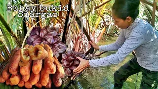 Buhay single mom-Harvest Nipa palm fruit for cassava filling | Countryside life , Philippines