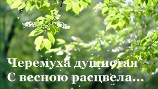 🌺 Сергей Есенин. Черемуха | Стихи о природе поэтов 20 века