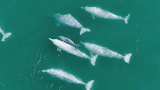 Survival and growth: Early days of a white dolphin calf