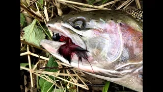 Hatchery Steelhead, catch, cook, eat!