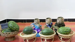 Three Little Donal Molly & Zuji Waiting Mom Cute Watermelon For Them