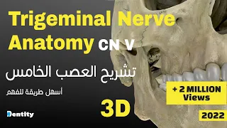 Trigeminal Nerve Anatomy  (CN V)