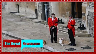 Queen's corgis appear for final farewell as funeral procession approaches