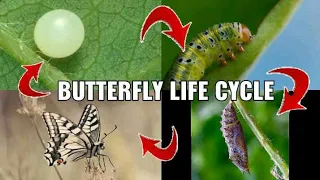 LIFE CYCLE OF A BUTTERFLY /3 MINUTE DOCUMENTRY /PASSION FREEKS