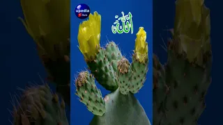 Allah Ki Qudrat #shorts #qudrat #tranding #viral #allah #flower