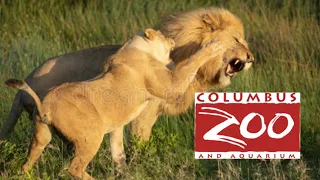 Two Female Lions Fight a Male Lion