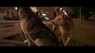 SPACE DOGS by Elsa Kremser & Levin Peter | Trailer | GeoMovies