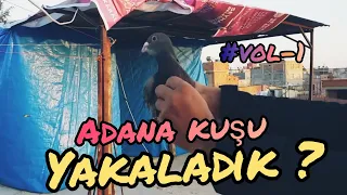 YABANCI ADANA GÜVERCİNİ YAKALADIK ?[ #VOL1