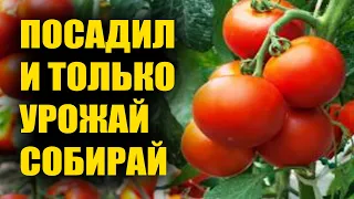 Томаты Для Ленивых! Этот сорт не болеет, не требует пасынкования и подвязки, только урожай собирай!