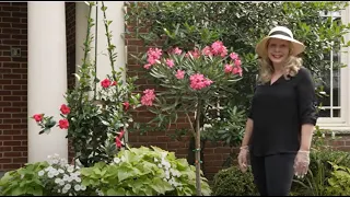 Oleander Standards for the Front Entryway: Beautiful and Toxic!