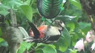 Märchen der  Gartenvögel --  eine lustige Geschichte