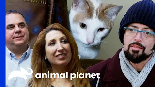 Owners Blame Woody For The Death Of Their Other Cat | My Cat From Hell