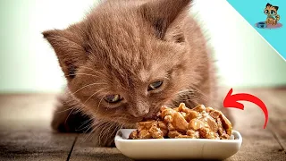 THAT'S WHY Cats Want You To Watch Them EAT!