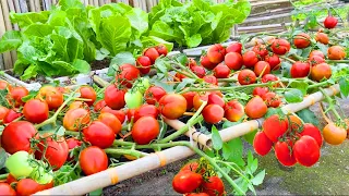 Tomatoes grow fast and have many fruits if you grow this method | Growing tomatoes for high yields