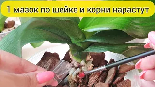 1 капля и НАРАСТИТЬ КОРНИ у орхидеи легко // У орхидеи мало корней