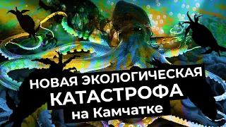 Экологическая катастрофа на Камчатке. Что убивает Халактырский пляж и Тихий океан?