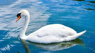 Cello - Andre Rieu - Swan 🦢