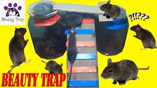 How can a small mouse hole pass?mouse trap/beauty trap