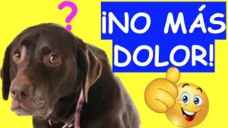 QUE MEDICAMENTO LE PUEDO DAR AMI PERRO PARA EL DOLOR