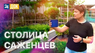 Жители Октябрьской превратили станицу в гигантский питомник