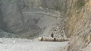 Отара Хушпара "в боевом порядке"направляется в Галанчож.