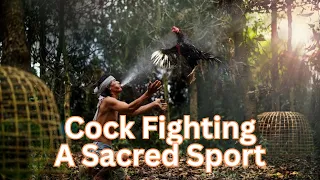 Unveiling the Timeless Tradition of Cockfighting in Thailand: A Cultural Legacy