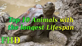 Top 10 Animals with the longest Lifespan