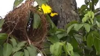 Ogromne ptasie gniazda