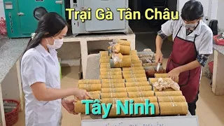 Thí nghiệm đất Trại Gà Tân Châu, Tây Ninh