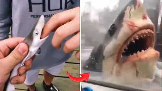 Funny Dogs || Shark Grows Up || I'm A Big Kid Now 2024 #5