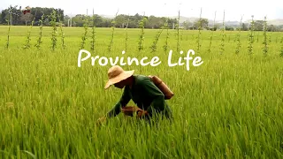 FULL VIDEO:  Find and cook food for my family | simple life in the Province |Kabagis