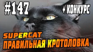 #147 Кротоловка SuperCat Vole Trap, Кот Фёдор - реальный отзыв, инструкции, советы!