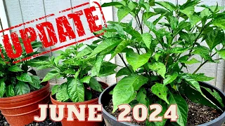 Hot Pepper Plants UPDATE  June 2024