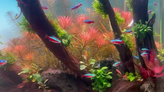 Water Sounds for Sleep or Focus - AQUARIUM 4K Video Ultra HD