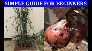 How To Make A Vertical Garden With Automatic Watering To Grow vegetables l Plant 20 onions in 20 cm²